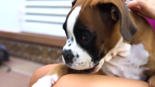 Hand Held Schot Van Een Jonge Bokser Puppy Zittend Benen — Stockvideo