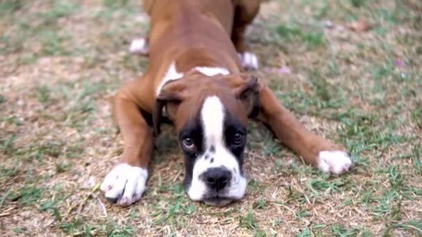 Close Shot Young Boxer Puppy Lying Barking Its Owner — Stock Video