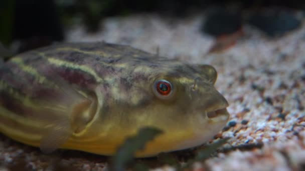 Aggressiver Territorialer Fahaka Kugelfisch Tetraodon Lineatus Der Boden Des Aquarienwassertanks — Stockvideo