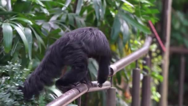 北半球の生き物 オスの白い顔をしたサキ猿 手すりを歩くピテシア 停止し 周囲の環境を観察するために側面に座って シンガポール動物園で撮影を閉じます — ストック動画