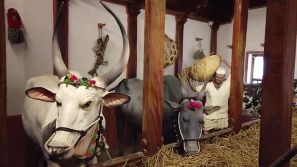 Крупный План Скульптуры Коров Индийской Породы Образа Жизни Деревне — стоковое видео