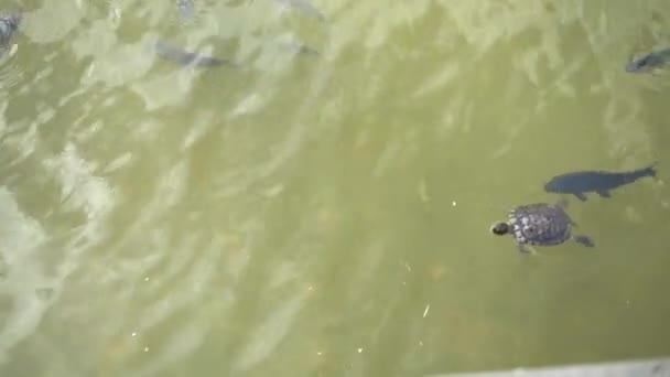 Ryby Żółwie Pływające Stawie — Wideo stockowe
