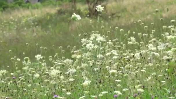 Sok Fehér Vadvirág Növényzet Keverékével Körülvéve Láthatod Őket Táncolni Szél — Stock videók
