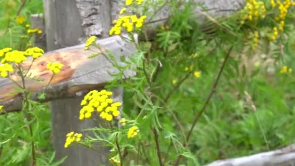 Vynikající Foukající Žluté Květy Pohybují Dřevěného Plotu Vytváří Krásné Pozadí — Stock video