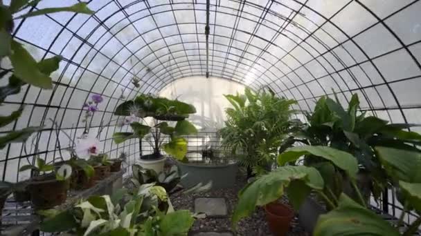 Tuinkas Helder Dak Tuinschuur Stenen Pad Omringd Door Potplanten Arboretum — Stockvideo