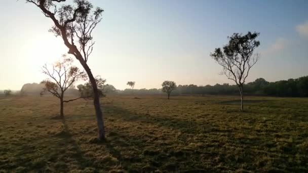 Вне Австралии Солнце Светит Землю Время Заката Солнца Редкие Деревья — стоковое видео