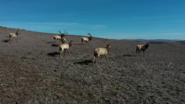 Elk Herd Hill Several Elk Walking Slowly Grass Hill — Stock Video