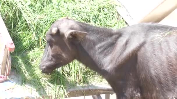 Video Van Hoornloze Zwarte Koe Knabbelen Het Gras Gehouden Voorkant — Stockvideo