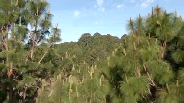 Paisaje Escénico Del Bosque Verano Con Exuberantes Pinos Verdes Robles — Vídeos de Stock