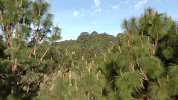 Tät Vegetation Tallar Bakgrund Blå Sommarhimmel Sierra Quila Jalisco Mexiko — Stockvideo