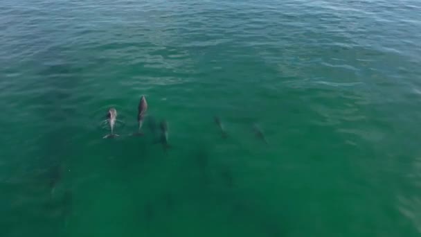 Egy Halom Delfin Kalifornia Partjainál Egy Pár Kiugrik Vízből — Stock videók