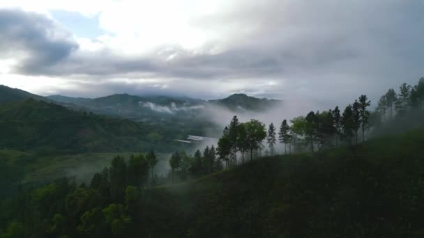Film Ujawnia Ujęcie Mgły Sosny Malebalay Bukidnon Filipiny — Wideo stockowe