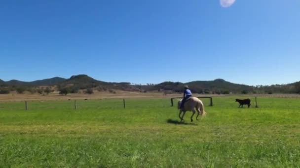 Kowboj Ściga Łapie Bezpańską Krowę Poboczu Wiejskiej Drogi Australii — Wideo stockowe