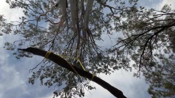 Huśtawka Drzewa Kij Wiszący Linie Widok Bezpośrednio Pod — Wideo stockowe