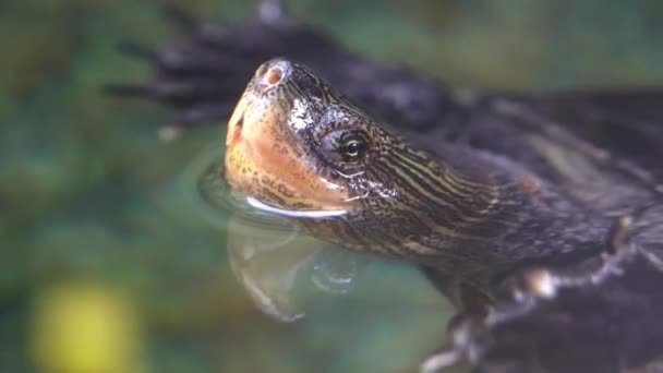 Extreme Nahaufnahme Einer Chinesischen Wasserschildkröte Mauremys Sinensis Die Mit Dem — Stockvideo