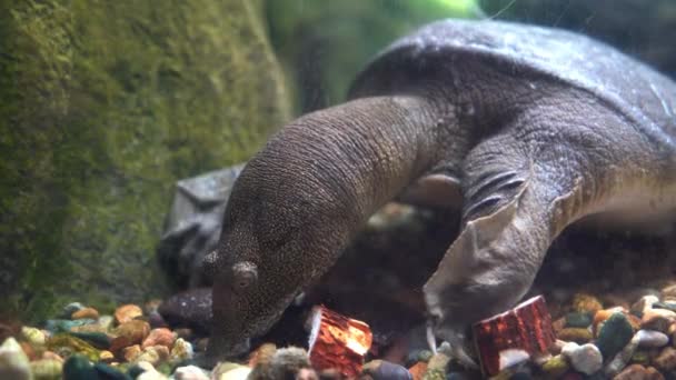 Colpo Ravvicinato Una Tartaruga Acquatica Guscio Molle Impegnata Nella Ricerca — Video Stock
