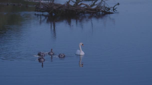 Svanene Svømmer Innsjøen Måneskinn Devon Storbritannia – stockvideo