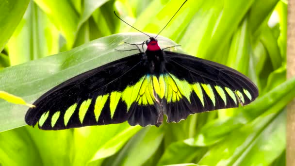 Linda Borboleta Birdwing Rajah Brooke Floresta Tropical Malásia Fechar — Vídeo de Stock