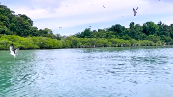 Brahminy Drak Orli Bělobřišní Létají Nad Vodou Mangrovovém Lese Malajsii — Stock video
