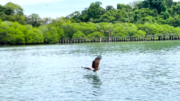 Brahminy Kite Der Über Der Wasseroberfläche Hinunterfliegt Sich Ernähren Haliastur — Stockvideo