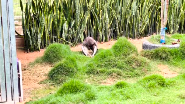 Kangourou Solitaire Assis Sur Herbe Avec Ses Pattes Arrière Léchant — Video