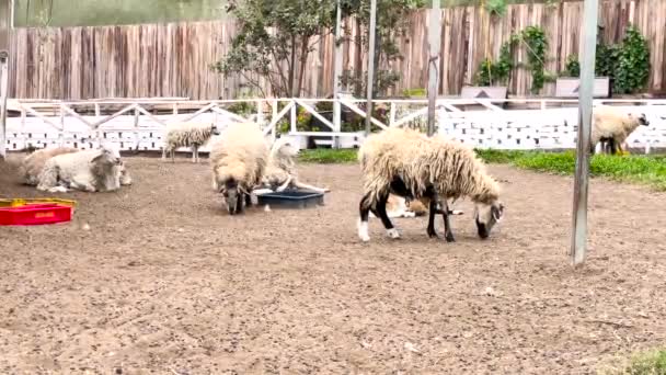 Shaggy Sheep Descanso Comer Granero Ovejas Campo Malasia Tiro Medio — Vídeos de Stock