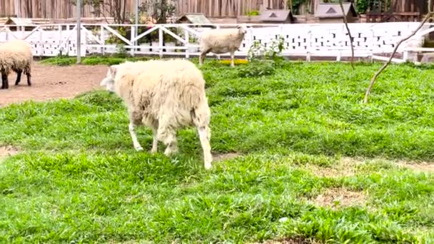 Malezya Daki Çiftlik Çiftliğinde Yünlü Koyun — Stok video