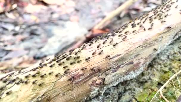 Hunderte Termiten Die Einen Baumstumpf Rauf Und Runter Laufen Malaysia — Stockvideo