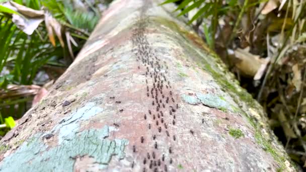 Parod Hospalitermes Termites Cralling Trunk Old Tall Tree Lichens Tropical — 비디오
