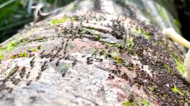 马来西亚塔曼内加拉热带雨林 白蚁巨石阵沿着树干行走 — 图库视频影像