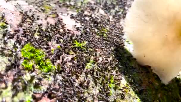 黑色的亚洲白蚁成群结队地聚集在热带雨林中的苔藓腐烂的木头上 靠近点 — 图库视频影像