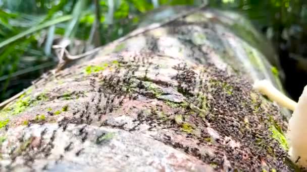 Schwärmende Termiten Über Umgestürzten Stamm Der Sonnigen Tagen Mit Moos — Stockvideo