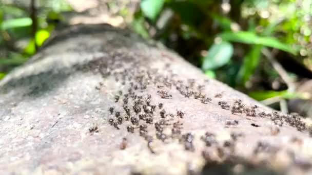 Πολλά Μυρμήγκια Τερμίτες Βαδίζουν Πάνω Φορτηγό Δέντρο Στη Φωλιά Τους — Αρχείο Βίντεο