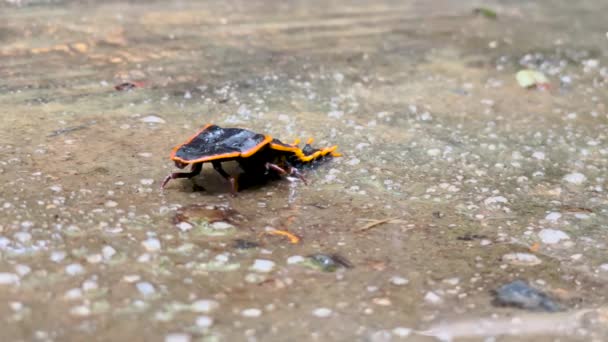 Escarabajo Trilobita Hembra Platerodrilus Paradoxus Caminando Sobre Tierra Mojada Malasia — Vídeo de stock