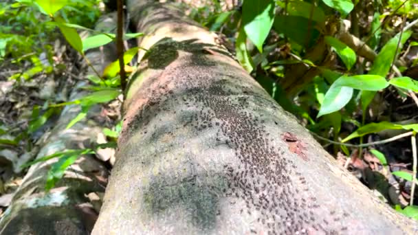 Μια Φάλαγγα Τερμίτες Παρελαύνουν Στο Τρανκ Των Δέντρων Στη Φωλιά — Αρχείο Βίντεο
