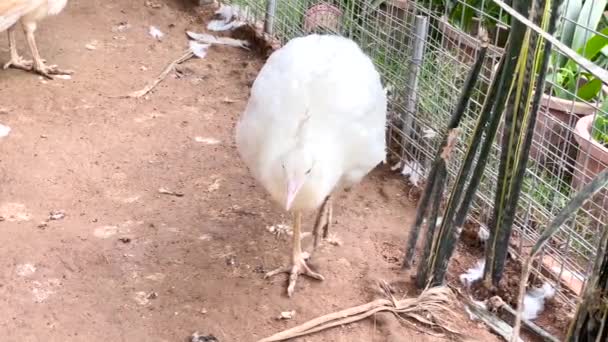 White Peacock Wildlife Zoo Park Kuala Lumpur Malásia Fechar — Vídeo de Stock
