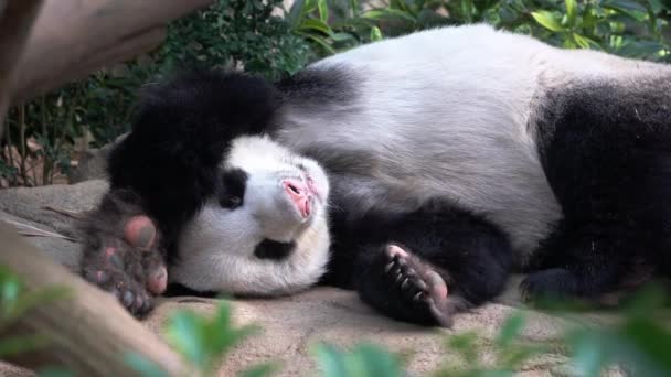 Handheld Movimento Close Tiro Capturando Adorável Preguiçoso Panda Dormindo Chão — Vídeo de Stock