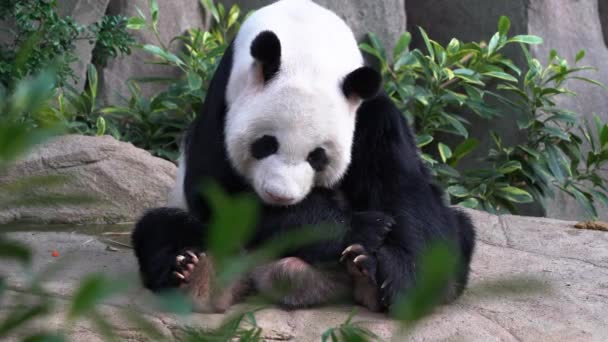 Panda Raksasa Yang Mengantuk Ailuropoda Melanoleuca Duduk Tanah Menjulurkan Lidahnya — Stok Video