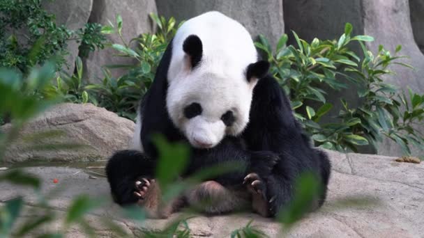 可爱的大熊猫 有着可爱的面部表情的黑斑鱼 坐在地上 伸出舌头 张大嘴打呵欠 在明亮的日光下打瞌睡 — 图库视频影像
