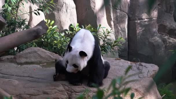 手持ちの動きクローズアップショットキャプチャA Yawning眠いジャイアントパンダ Ailuropoda Melanoleuca座って地面に口を大きく開いて昼 — ストック動画