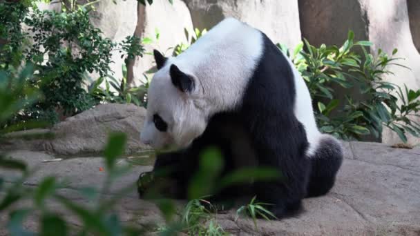 Close Shot Capturing Yawning Sleepy Giant Panda Ailuropoda Melanoleuca Sitting — Stock Video