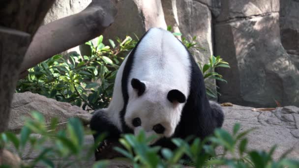 Hrbatý Obr Panda Ailuropoda Melanoleuca Sedí Zemi Usíná Odpoledne Hostině — Stock video