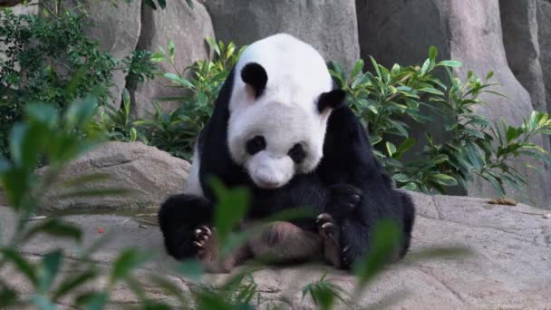 Panda Raksasa Gemuk Ailuropoda Melanoleuca Duduk Tanah Menjulurkan Lidahnya Setelah — Stok Video