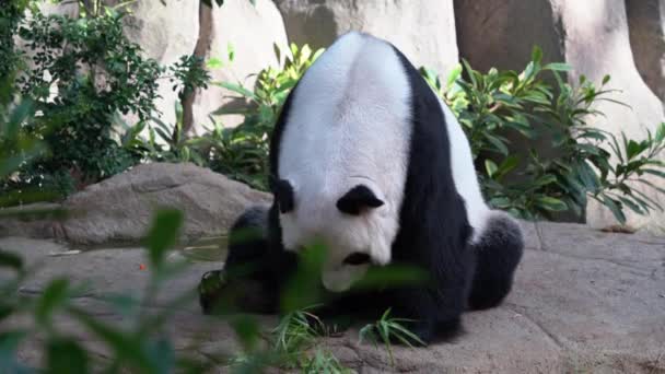 大熊猫 黑眼大熊猫 面部表情可爱 坐在地上 伸出舌头 张大嘴打呵欠 在明亮的日光下打瞌睡 — 图库视频影像