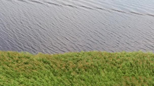 Lielupe Nehir Kıyısında Rüzgar Esintisi Jelgava Letonya Yeşil Sallanan Sazlıklar — Stok video