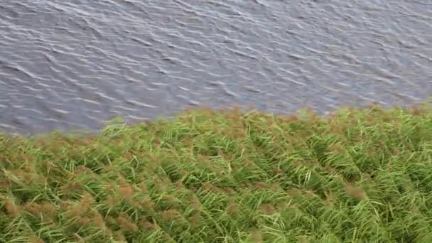 Cañas Verdes Ondeando Con Gracia Viento Que Sopla Del Río — Vídeos de Stock