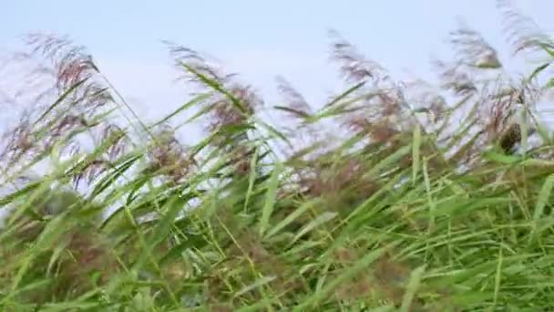 高芦苇植物在果冻自然保护区的风沙中摇曳 — 图库视频影像