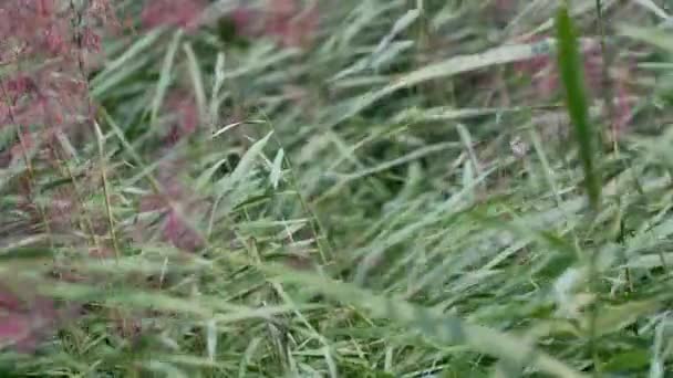 Zelené Rákosí Vegetace Ohýbání Větru Vánek Lielupe Břehu Řeky Zblízka — Stock video