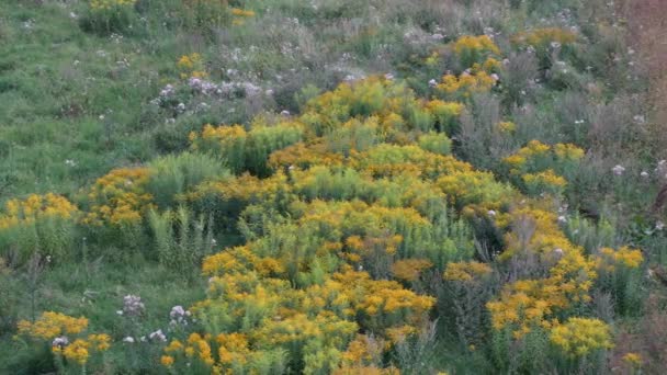 Желтый Цветок Буш Зеленом Лугу Растительность Латвии Природный Заповедник — стоковое видео