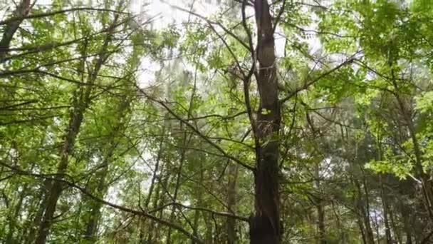 Skog Vandringsled Flera Skott — Stockvideo